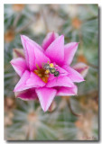 Fishhook Cactus Blossom and Bee