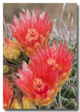 Barrel Cactus Blossoms IV