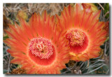Barrel Cactus Blossoms V