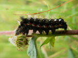 Chenille de cul brun