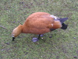 Une belle rousse