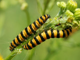 Tyria jacobaeae caterpillar