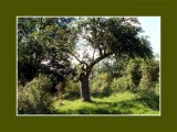 Le vieux pommier - The old apple-tree