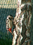 Pic peiche dans le jardin du voisin - Woodpecker female