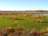 Peat Bog Restoration