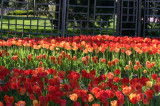 IMG_0585 copy-tulipes