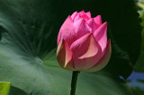 IMG_9316-lotus--900.jpg