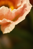 poppy