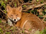 Fox 06.jpg
