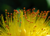 Hypericum 09.jpg