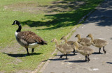 Goslings 17.jpg