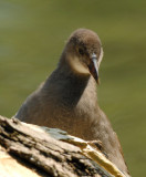 Moorhen 06.jpg