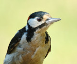 Spotted Woodpecker 15.jpg