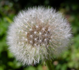 Dandelion 02.jpg