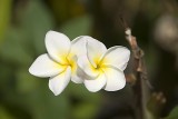 Plumaria Flower