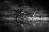 Tree Fall at Troy Springs