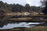 The Suwannee River at Troy Springs