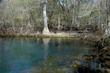 Diving Manatee