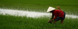 Rice fileds - Vietnam
