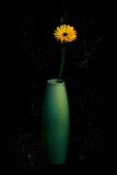 Flower In Vase.