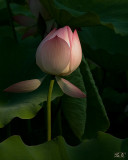 LOTUS: SEEKING ENLIGHTENMENT