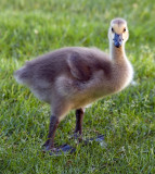 2007 Goose Gosling