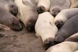 Seals at Piedras Blancas