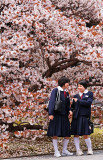 Schoolgirls under cherry tree - Kyoto