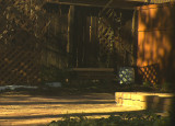 Winter Sun