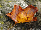 Autumn Leaves Fallen Leafs