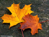 Autumn Leaves Fallen Leafs