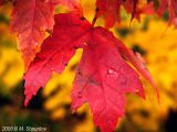 Autumn Leaves Fallen Leafs