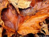 Autumn Leaves Fallen Leafs