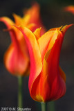 Tulips #22
