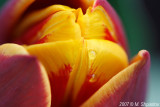 Tulips #19