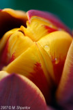 Tulips #42