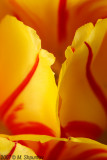 Tulips #52