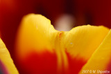 Tulips #62