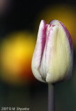 Tulips #6