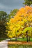 Yellow Tree - Wilmot Creek Park