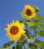 Sunflowers