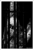DSC_0128 Trapped.jpg