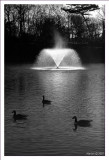 DSC_1257.jpg bw.jpg hesketh park.jpg