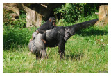 DSC_5492.jpg C zoo 4.jpg