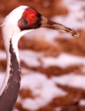 White Napped Crane