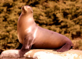 Blissful Seal.jpg
