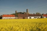 Munzenberg Castle Rape Seed Flowers