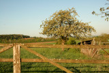 Apple Tree & Gate