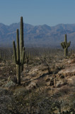DSC_4550Saguaro.jpg