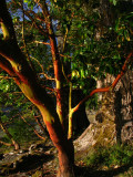 Madrone Tree Lake Crescent a.jpg